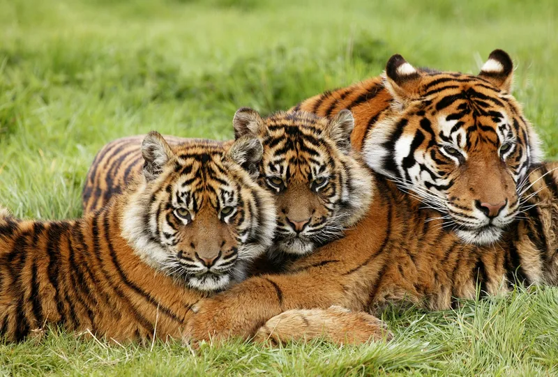 Tigers make a mess of a certain goal