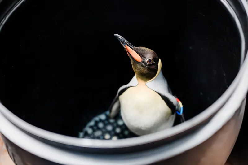 Penguins Staring Down the Barrel as Stanley Cup Dreams Fade